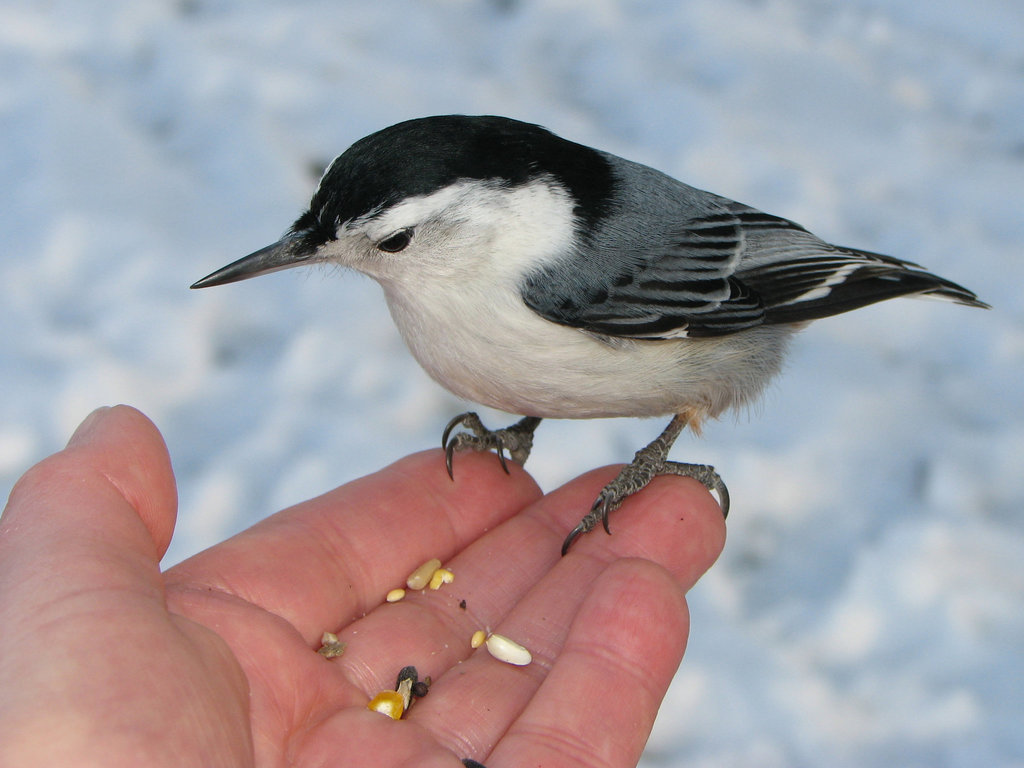 Hello little Nuthatch