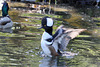 Ente - Kappensäger (Zoo Heidelberg)