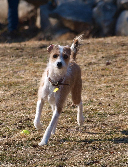 scruffy dog