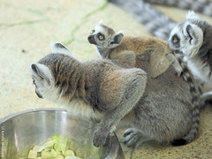 Kattababy! :-) (Zoo Karlsruhe)