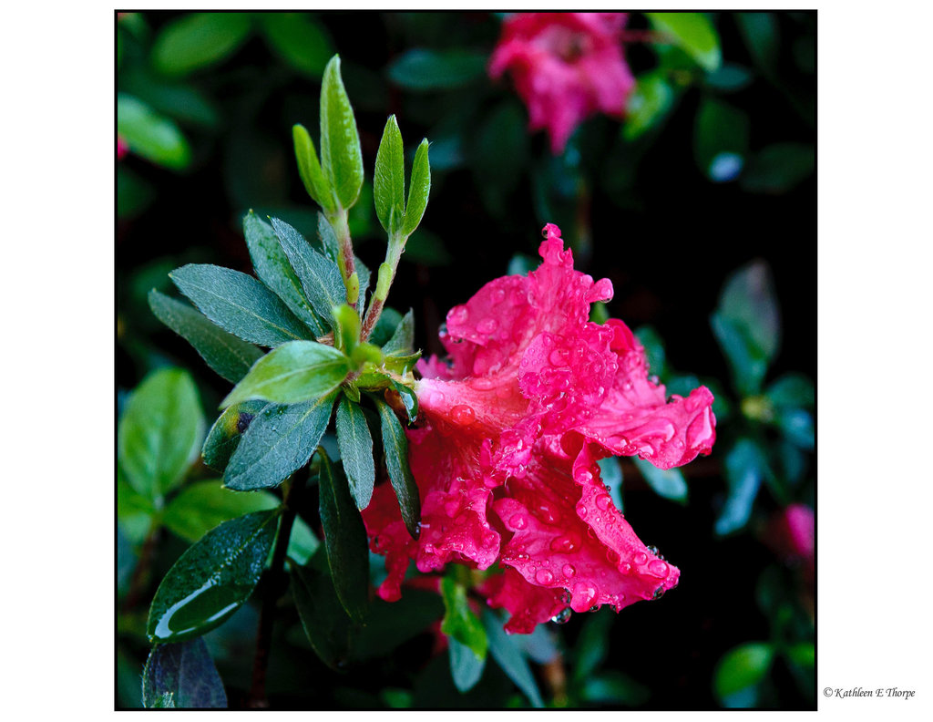 Red Ruffle Azaleas and Rain 2