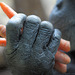 Henrys Hand (Zoo Heidelberg)