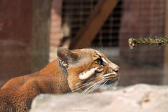 Asiatische Goldkatze (Zoo Heidelberg)