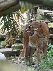 Asiatische Goldkatze (Zoo Heidelberg)