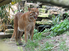 Asiatische Goldkatze (Zoo Heidelberg)