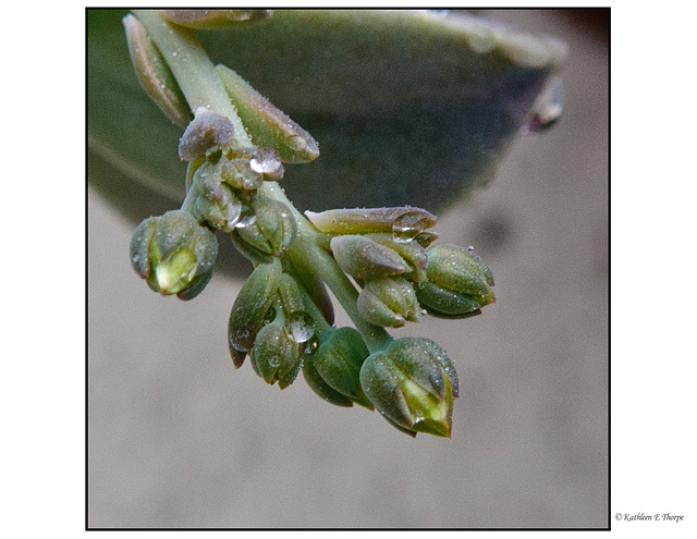 Kalenchoe Blossoms