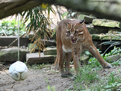 Asiatische Goldkatze (Zoo Heidelberg)