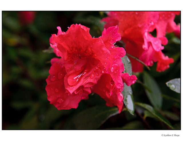 Red Ruffle Azalea in Rain