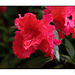 Red Ruffle Azalea in Rain