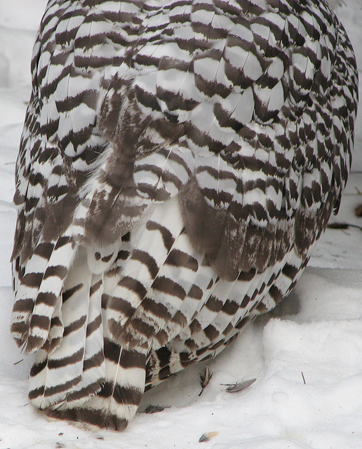 Snowy Owl feathers