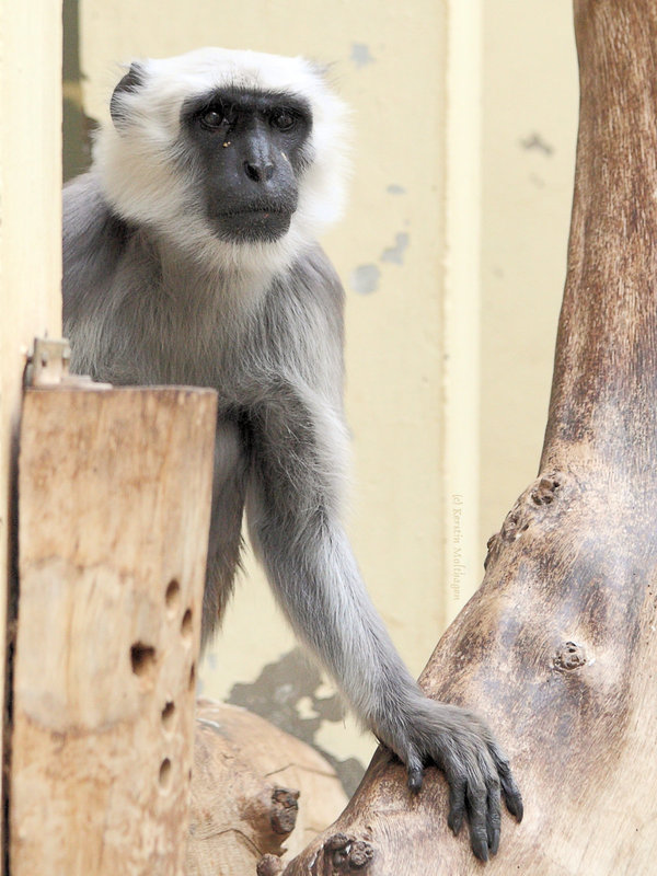 Hulman (Zoo Heidelberg)