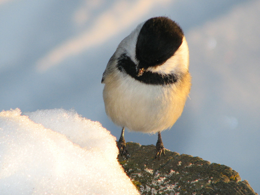 What IS that white stuff?