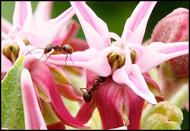 Ants on flower.