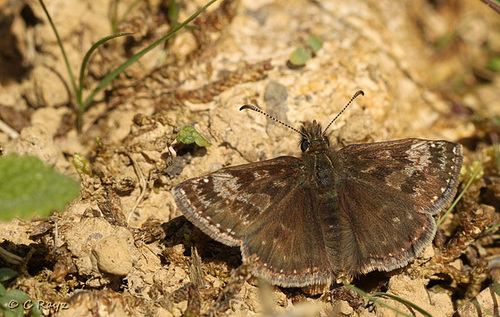 Dingy Skipper @ Brede High Wood