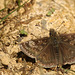 Dingy Skipper @ Brede High Wood