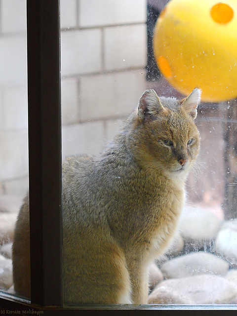 Rohrkatze (Zoo Heidelberg)