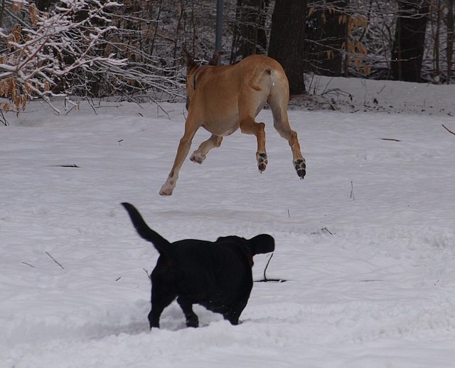 hover dog!