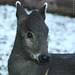 Schopfhirsch (Zoo Heidelberg)