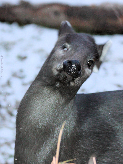 Schopfhirsch (Zoo Heidelberg)