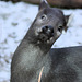 Schopfhirsch (Zoo Heidelberg)