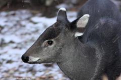 Schopfhirsch (Zoo Heidelberg)