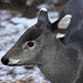 Schopfhirsch (Zoo Heidelberg)