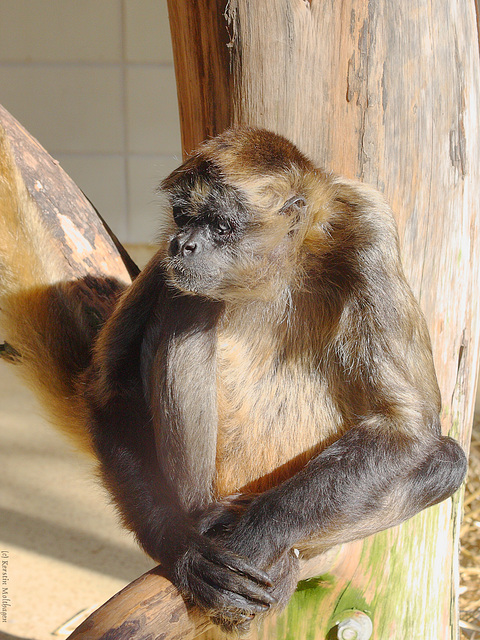 Geoffroy-Klammeraffe (Zoo Karlsruhe)