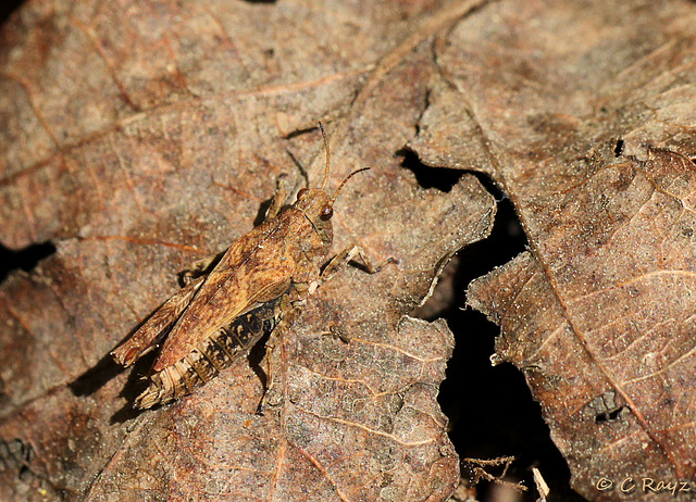 Common Groundhopper