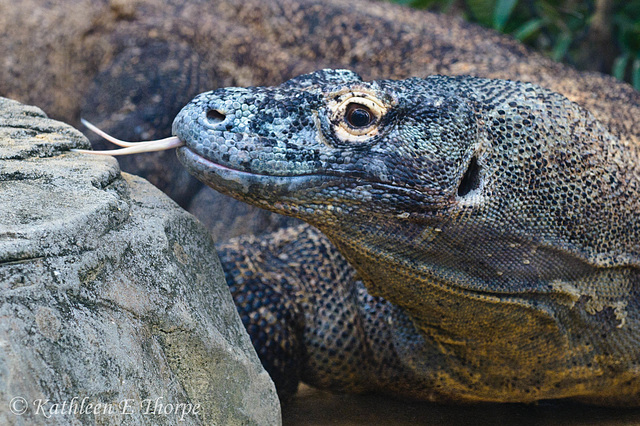 Komodo Dragon