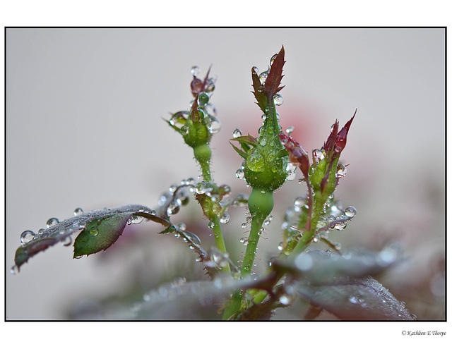 Rose Buds with Pastel Bokeh