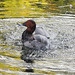 Ente (Zoo Karlsruhe)