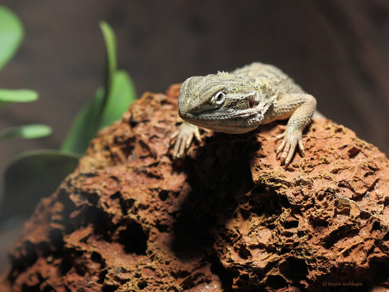 Zwergbartagame  (Zoo Heidelberg)