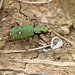 Green Tiger Beetle