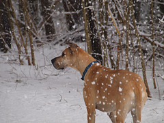 snowfall on the Dane