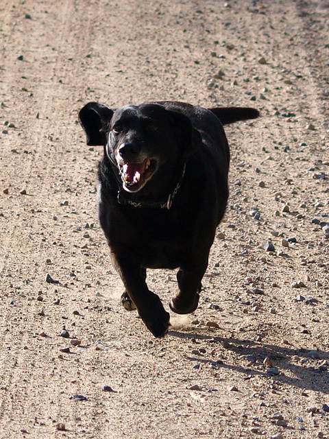 happy dog is happy