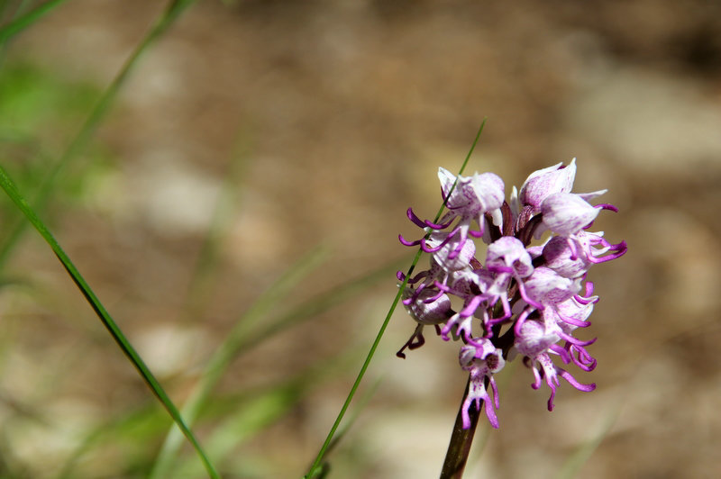 Orchis simia, orchis singe, Orchidées, Lozère, France