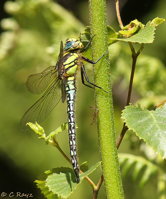 Hairy Dragonfly