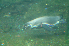 Humboldt-Pinguin (Zoo Karlsruhe)