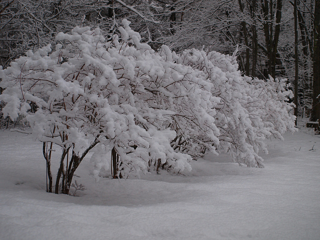 coated blueberry bushes