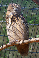 Uhu hinter Gittern (Zoo Karlsruhe)