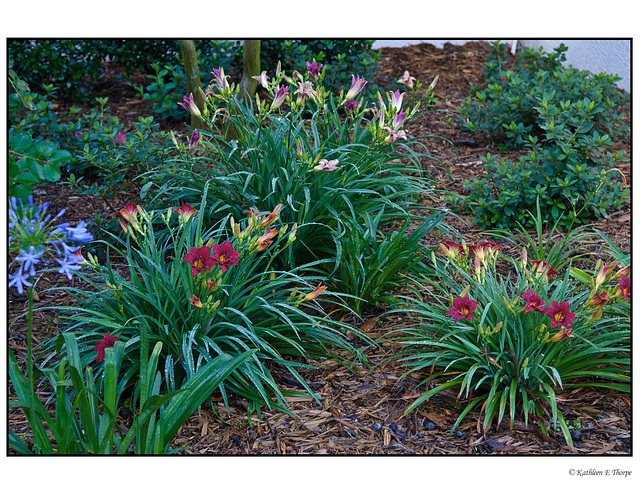 Day Lily Landscaping