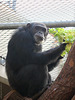 Schimpansenmann Henry (Zoo Heidelberg)