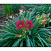 Day Lily Magenta Plant