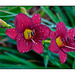 Day Lily Magenta Duo and Rain