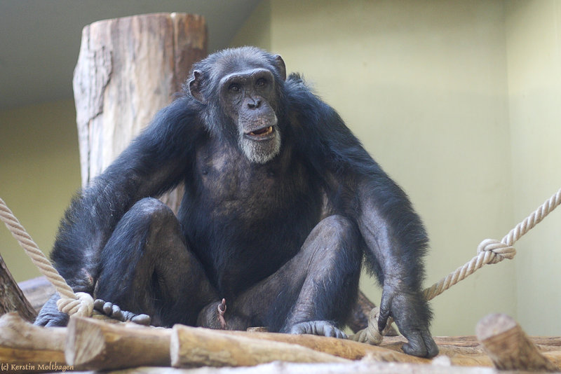 Schimpansenmann Henry (Zoo Heidelberg)