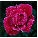 Rose with Rain