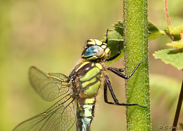 Hairy Dragonfly