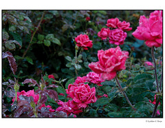 Rose Grouping with Rain