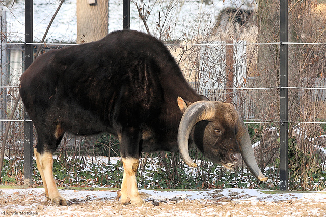 Gayal (Zoo Heidelberg)