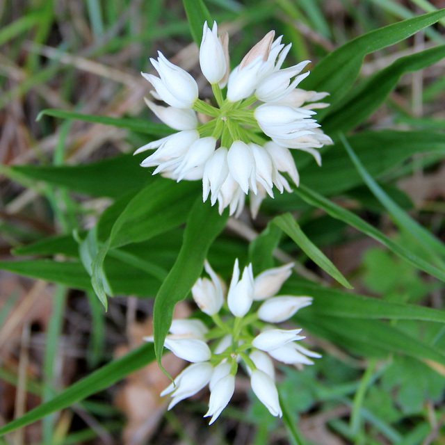 Cephalanthera longifolia, céphalanthère à longues feuilles, Orchidées, Lozère, France